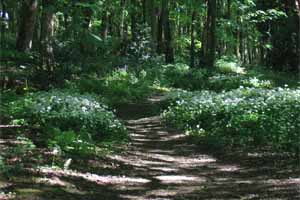 walkway